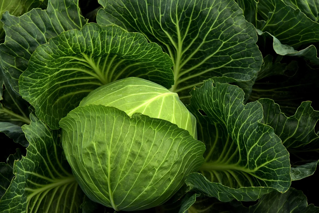 Cultivă cu încredere semințe plante și descoperă avantajele semințelor roșii